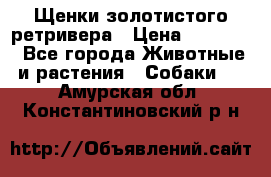 Щенки золотистого ретривера › Цена ­ 15 000 - Все города Животные и растения » Собаки   . Амурская обл.,Константиновский р-н